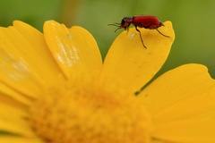 Malachius coccineus