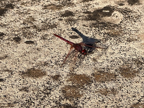 Violet Dropwing