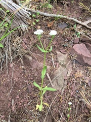 Valerianella umbilicata