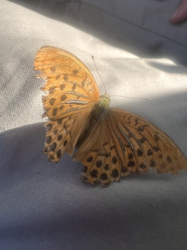 Silver-washed Fritillary