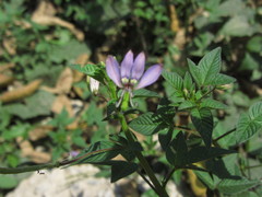 Cleome rutidosperma