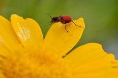 Malachius coccineus