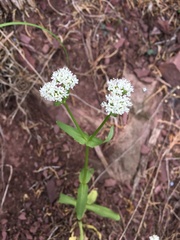 Valerianella umbilicata