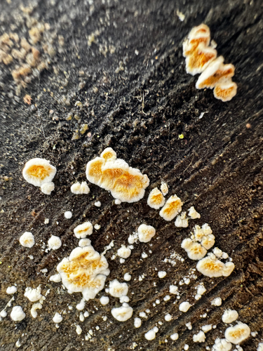 Pseudomerulius aureus observed 2026-09-29