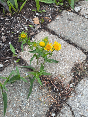 Meadow Fleabane