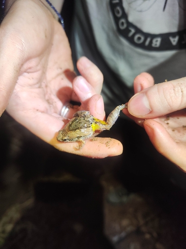Microhyla pulchra observed 2026-09-29