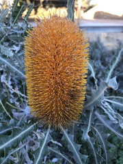 Banksia ashbyi