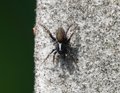 Allocosa funerea