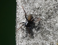 Allocosa funerea
