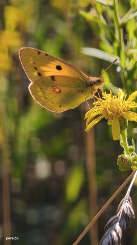 Clouded Yellow