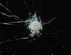 Neoscona nautica