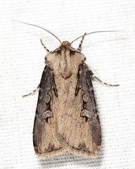 Agrotis volubilis