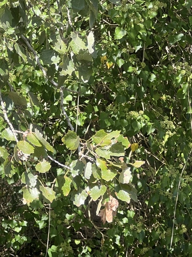 white poplar