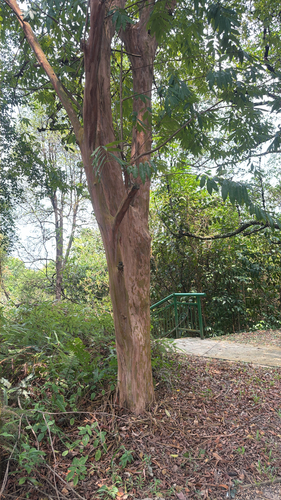 Cratoxylum cochinchinense observed 2026-09-20