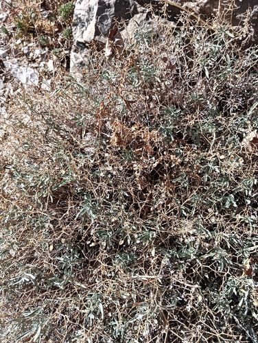 Hormathophylla spinosa, 2026-09-29