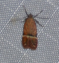 Eudactylota iobapta