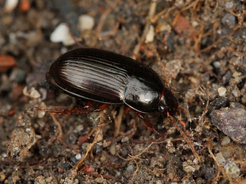 Amara brunnea