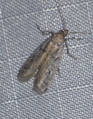 Anderida sonorella