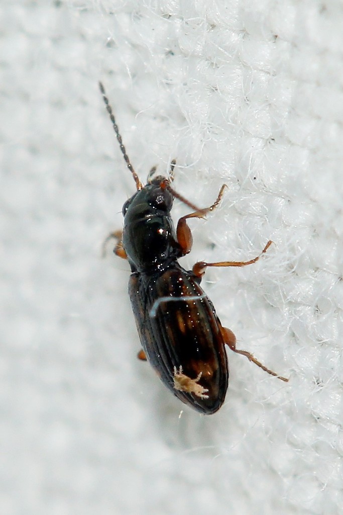 Bembidion octomaculatum
