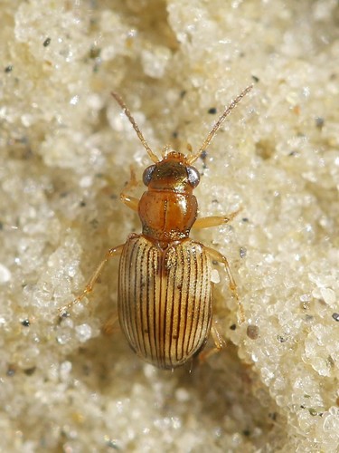 Bembidion ruficolle