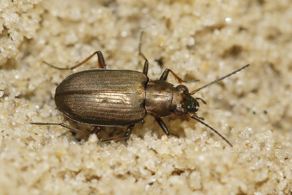 Bembidion striatum