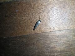 Lepisma