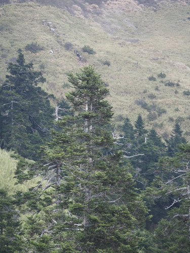 Image of Abies kawakamii by no rights reserved