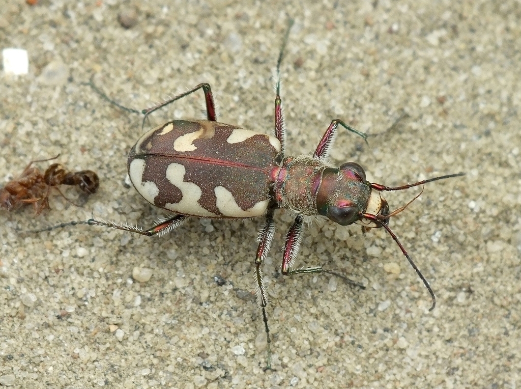 Cicindela sahlbergii