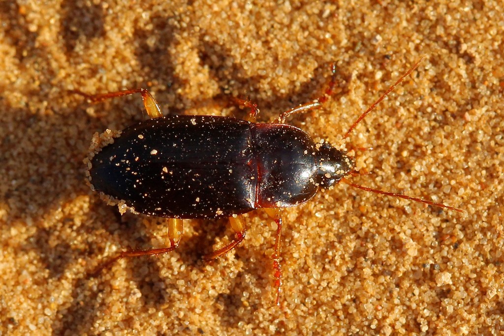 Calathus ambiguus