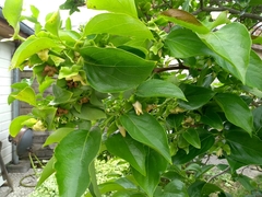 Diospyros kaki