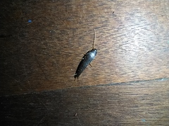 Lepisma