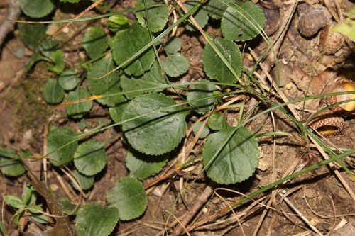 Packera obovata, 2026-09-26