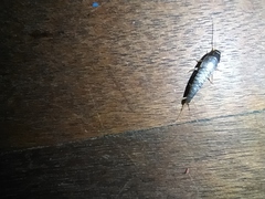 Lepisma