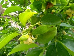 Diospyros kaki