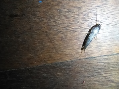 Lepisma
