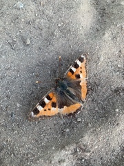 Aglais urticae
