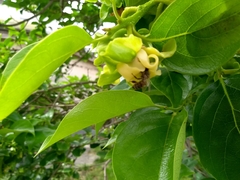 Diospyros kaki
