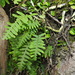 Polypodiodes formosana - Photo (c) Chen Shu, algunos derechos reservados (CC BY-NC), uploaded by Chen Shu