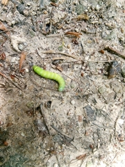 Orthosia cerasi