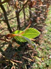 Fagus sylvatica