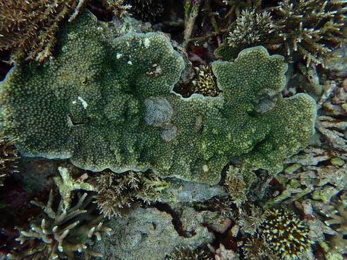 Echinopora lamellosa observed 2026-09-28