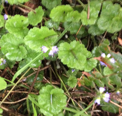 Veronica regina-nivalis