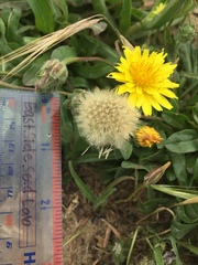Agoseris apargioides
