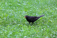 Turdus merula