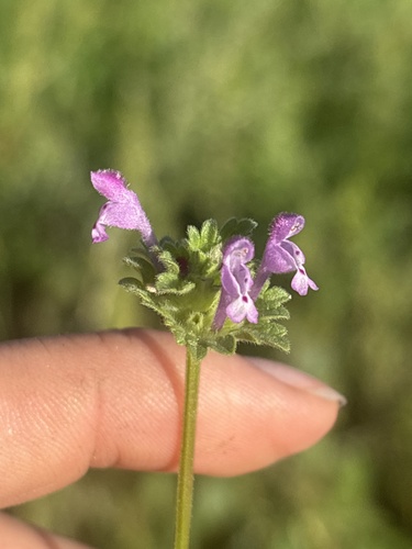 henbit deadnettle