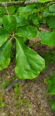Quercus arkansana