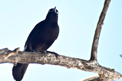 Quiscalus lugubris