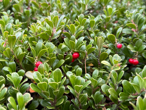 bearberry