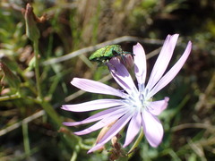 Anthaxia hungarica