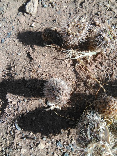 Pterocactus valentinii